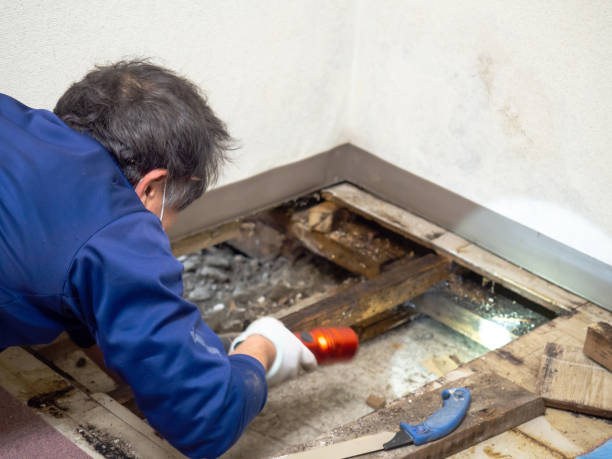 Best Same-Day Mold Removal  in Glenmora, LA