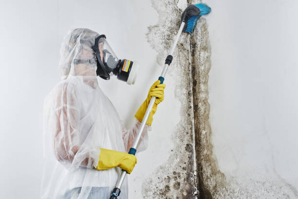 Best Commercial Mold Removal  in Glenmora, LA