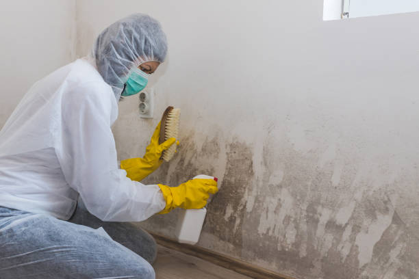 Best Crawl Space Mold Removal  in Glenmora, LA
