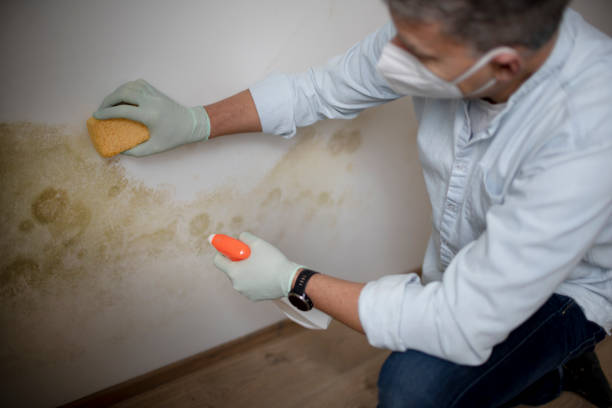 Best Fast Mold Removal  in Glenmora, LA