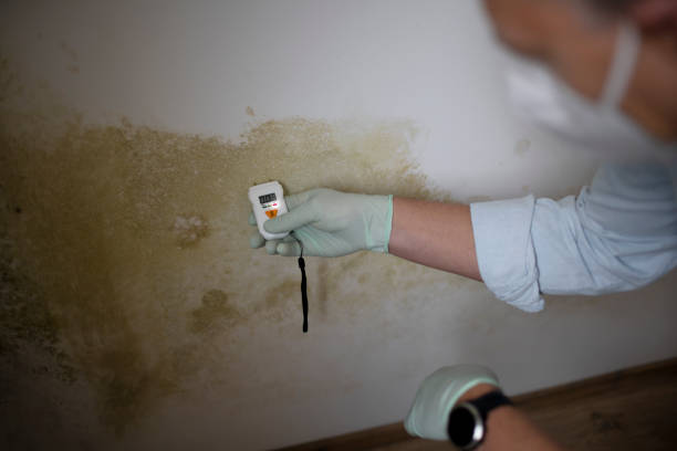 Best Office Mold Removal Services  in Glenmora, LA