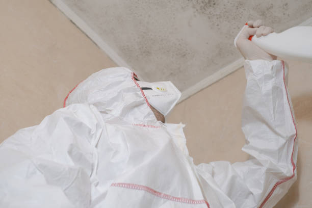 Best Mold Damage Repair  in Glenmora, LA