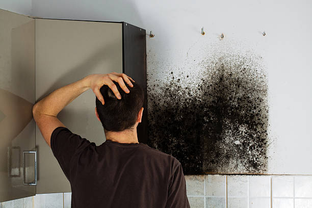 Best Same-Day Mold Removal  in Glenmora, LA