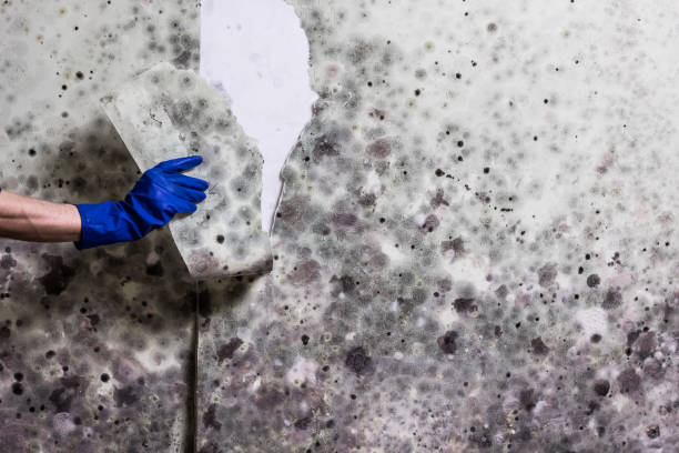 Best Mold Damage Repair  in Glenmora, LA
